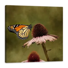 obraz-na-plotnie-botanika-motyl-kwiat-natura-wiosna-zwierzeta-50x50-cm