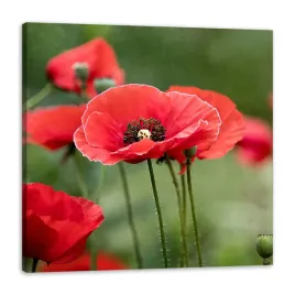 obraz-na-plotnie-botanika-czerwone-maki-natura-kwiaty-rosliny-40x40-cm