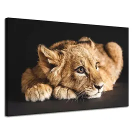 obraz-na-plotnie-lezacy-maly-lew-natura-120x80-cm