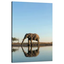obraz-na-plotnie-slon-pijacy-wode-w-naturalnym-srodowisku-80x120-cm