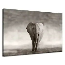 obraz-na-plotnie-czarno-bialy-slon-pozujacy-afryka-120x80-cm