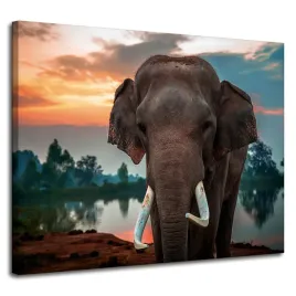 obraz-na-plotnie-piekne-niebo-slon-przyroda-100x80-cm