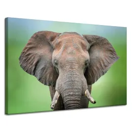 obraz-na-plotnie-twarz-slonia-kly-szarosc-zwierze-120x80-cm