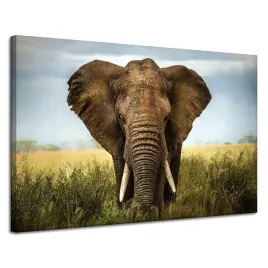 obraz-na-plotnie-slon-w-wysokiej-trawie-afryka-120x80-cm