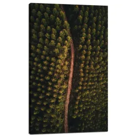 obraz-na-plotnie-natura-droga-z-lotu-ptaka-60x100-lesna-drozka-z-gory-las