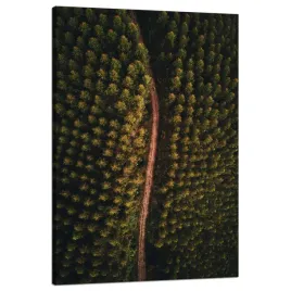 obraz-na-plotnie-natura-droga-z-lotu-ptaka-80x120-lesna-drozka-z-gory-las