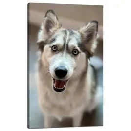 obraz-na-plotnie-zwierzeta-portret-psa-60x100-cm-pies-radosny-pupil-husky