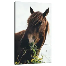 obraz-na-plotnie-zwierzeta-glowa-konia-70x120-cm-kon-stajnia-jazda-konna