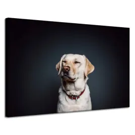 obraz-na-plotnie-zwierzeta-pies-czarne-tlo-120x80-uroczy-labrador-retriever