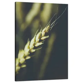 obraz-na-plotnie-botanika-klos-pszenicy-80x120-cm-roslinnosc-rustykalny