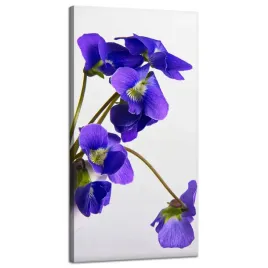 obraz-na-plotnie-botanika-niebieskie-bratki-40x80-w-wazonie-na-bialym-tle