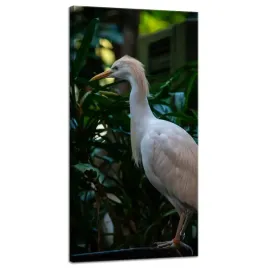 obraz-na-plotnie-zwierzeta-czapla-zlotawa-40x80-cm-butelkowa-zielen-natura