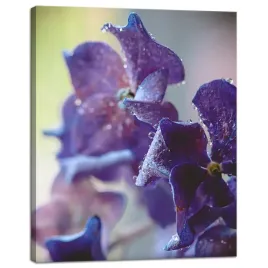 obraz-na-plotnie-botanika-kwiat-hortensji-40x50-cm-fioletowe-platki-rosa