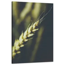 obraz-na-plotnie-botanika-klos-pszenicy-60x90-cm-roslinnosc-rustykalny