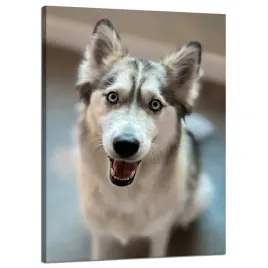 obraz-na-plotnie-zwierzeta-portret-psa-50x70-cm-pies-radosny-pupil-husky