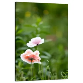 obraz-na-plotnie-botanika-kwiaty-maku-80x120-cm-polana-wiosna-zielen-rozowy