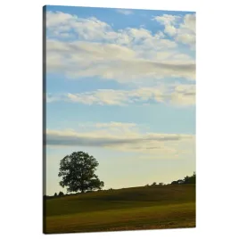 obraz-na-plotnie-natura-drzewko-w-polu-80x120-cm-niebo-laka-chmury-pole