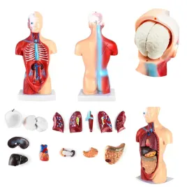 15-czesciowy-model-anatomiczny-czlowieka-czaszka-mozg-narzady-wewnetrzne