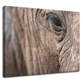 obraz-na-plotnie-zwierzeta-oko-slonia-100x80-cm-afryka-majestatyczny-slon