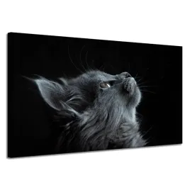 obraz-na-plotnie-zwierzeta-kot-perski-szary-domowy-czarne-tlo-120x70-cm