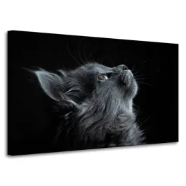 obraz-na-plotnie-zwierzeta-kot-perski-szary-domowy-czarne-tlo-100x60-cm