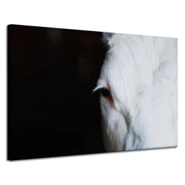 obraz-na-plotnie-zwierzeta-oko-krowy-120x80-cm-kontrast-bialo-czarny-natura