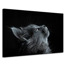 obraz-na-plotnie-zwierzeta-kot-perski-szary-domowy-czarne-tlo-120x80-cm