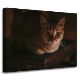 obraz-na-plotnie-zwierzeta-kot-dachowiec-40x30-cm-brazowe-barwy-do-salonu