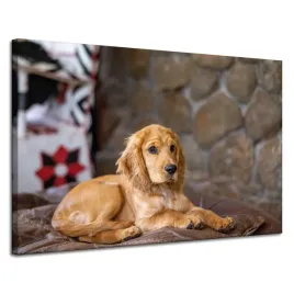 obraz-na-plotnie-zwierzeta-piesek-cocker-120x80-cm-spaniel-pies-szczeniak