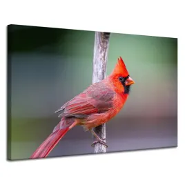 obraz-na-plotnie-zwierzeta-ptak-kardynal-120x80-cm-czerwony-ptak-egzotyczny