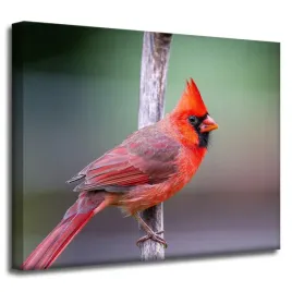 obraz-na-plotnie-zwierzeta-ptak-kardynal-50x40-cm-czerwony-ptak-egzotyczny