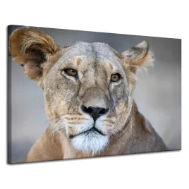 obraz-na-plotnie-zwierzeta-lwica-120x80-cm-z-przyblizenia-dziki-kot-lew