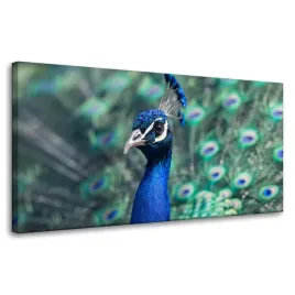 obraz-na-plotnie-zwierzeta-kolorowy-paw-80x40-cm-ptak-paw-indyjski-dostojny