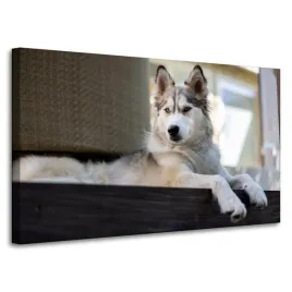 obraz-na-plotnie-zwierzeta-pies-husky-100x60-cm-alaskan-malamute-siberian