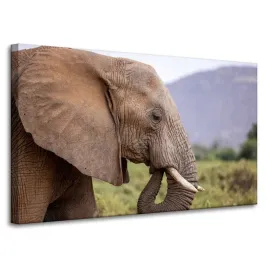 obraz-na-plotnie-zwierzeta-slon-z-bliska-100x60-cm-afryka-traba-kly-dziki