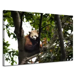 obraz-na-plotnie-zwierzeta-panda-czerwona-120x80-azja-srodowisko-lesne