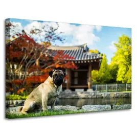 obraz-na-plotnie-zwierzeta-piesek-mops-90x60-cm-zabudowania-azjatyckie-pies