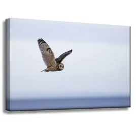 obraz-na-plotnie-zwierzeta-sowa-w-locie-60x40-cm-na-czystym-blekitnym-tle