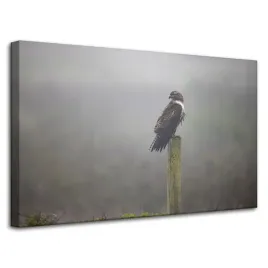 obraz-na-plotnie-zwierzeta-ptak-jastrzab-80x50-cm-mgla-poranek-polowanie