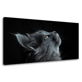 obraz-na-plotnie-zwierzeta-kot-perski-szary-domowy-czarne-tlo-80x40-cm