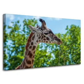obraz-na-plotnie-zwierzeta-zyrafa-100x60-cm-afryka-afrykanska-fauna-safari