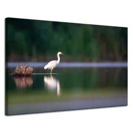 obraz-na-plotnie-zwierzeta-czapla-biala-120x80-cm-niezmacona-tafla-jeziora