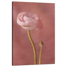 obraz-na-plotnie-botanika-rozowa-peonia-80x120-cm-na-pudrowo-rozowym-tle