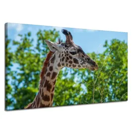 obraz-na-plotnie-zwierzeta-zyrafa-120x70-cm-afryka-afrykanska-fauna-safari