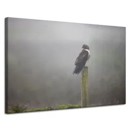 obraz-na-plotnie-zwierzeta-ptak-jastrzab-120x80-cm-mgla-poranek-polowanie