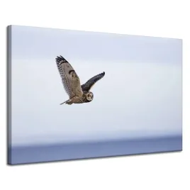obraz-na-plotnie-zwierzeta-sowa-w-locie-120x80-cm-na-czystym-blekitnym-tle