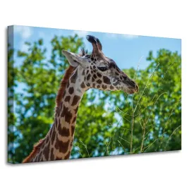 obraz-na-plotnie-zwierzeta-zyrafa-90x60-cm-afryka-afrykanska-fauna-safari