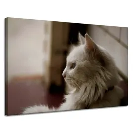 obraz-na-plotnie-zwierzeta-bialy-kot-120x80-cm-maine-coon-mankut-profil