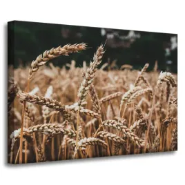 obraz-na-plotnie-natura-pole-pszenicy-70x50-cm-klosy-zniwa-rolnictwo-plony