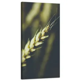 obraz-na-plotnie-botanika-klos-pszenicy-40x80-cm-roslinnosc-rustykalny
